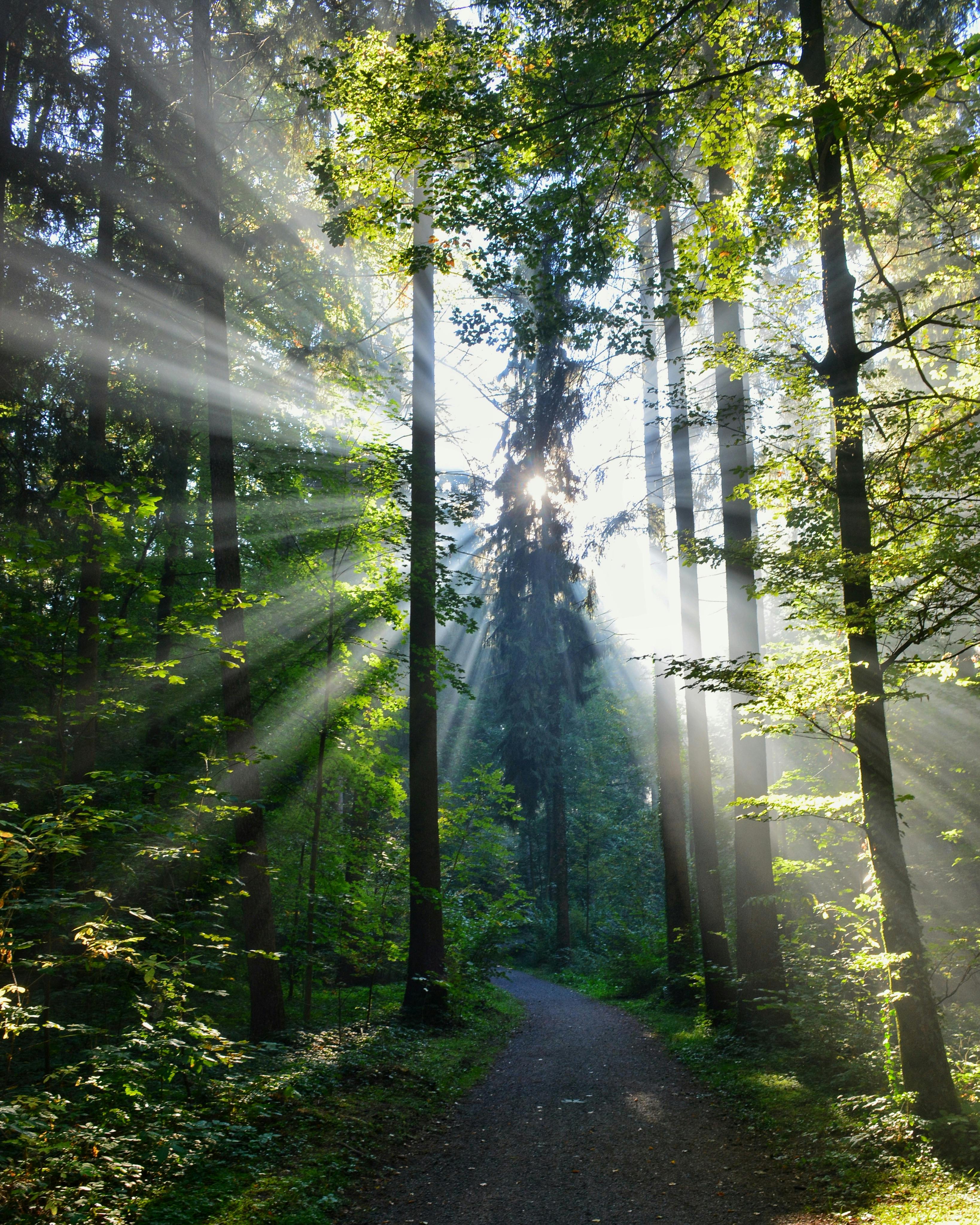 Embrace Serene Midweek Mornings: Wednesday's Blessings Unveiled