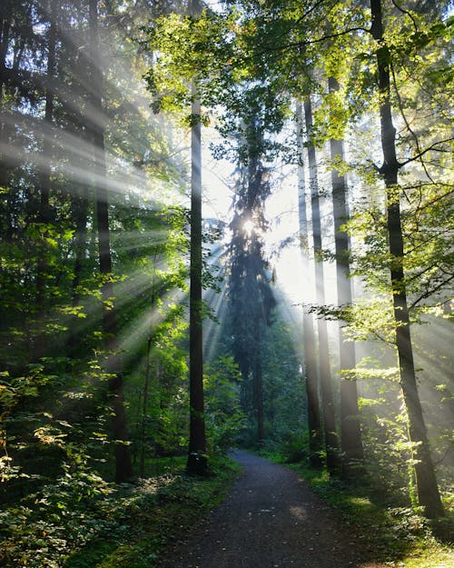 Sunbeams in the Forest