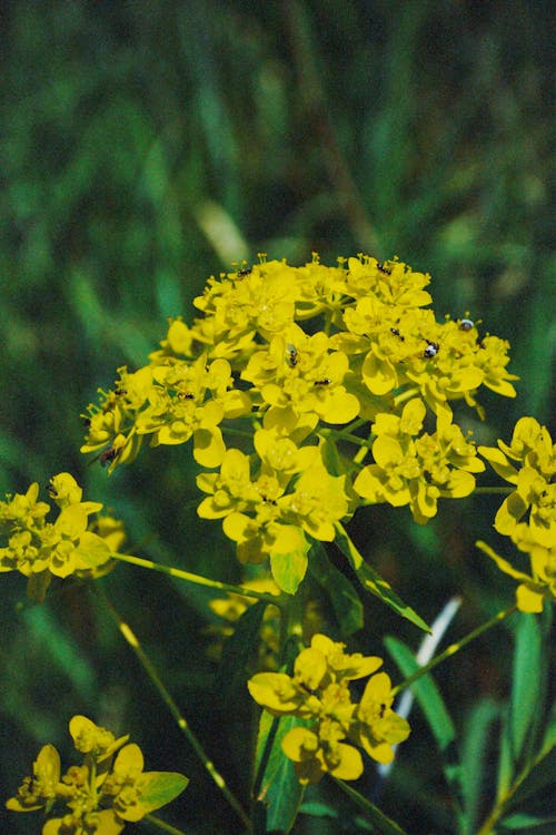 Immagine gratuita di fiori, focus selettivo, fresco