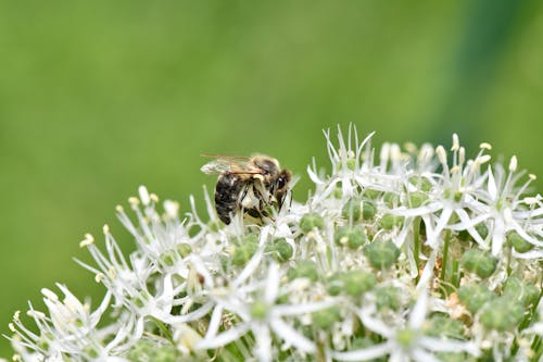 Free Close up of Bee on Flower Stock Photo