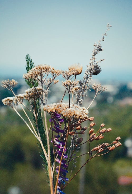 Foto d'estoc gratuïta de enfocament selectiu, flors, natura