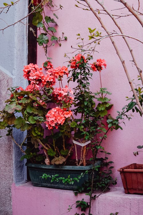 Blooming Potted Flowers