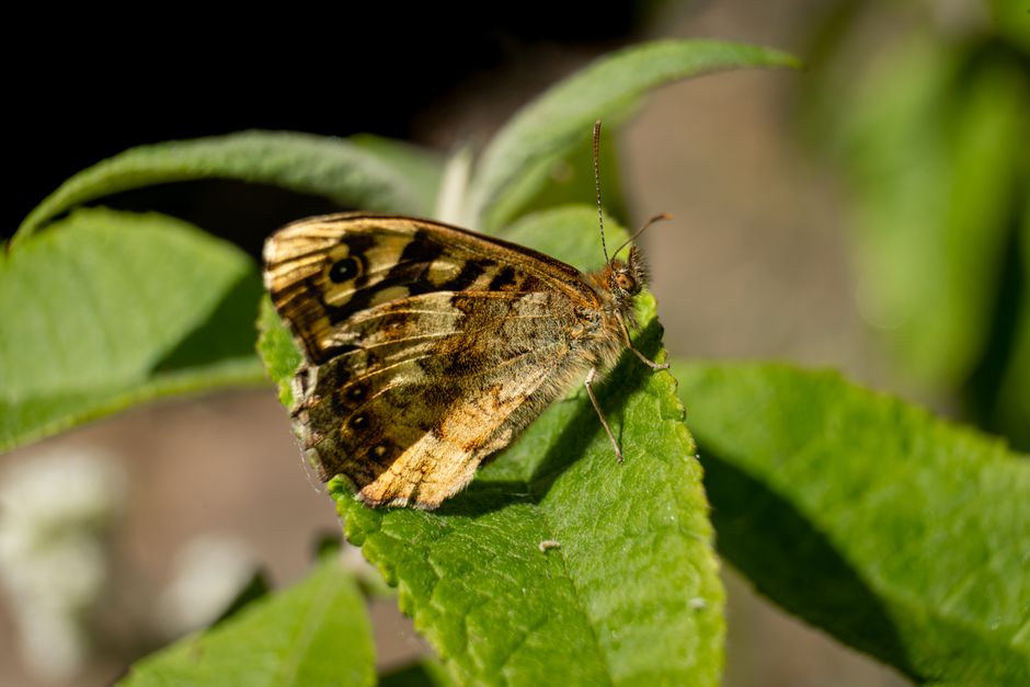 Close-up of a Speckled Wood butterfly (Pararge aegeria) resting on a vibrant green leaf.