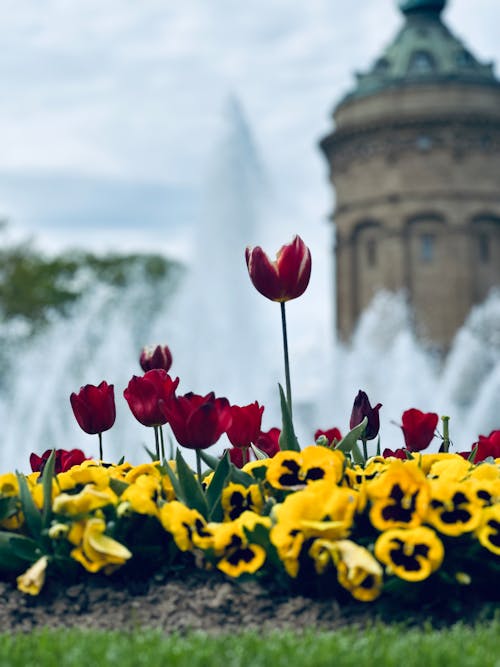 Fotobanka s bezplatnými fotkami na tému farebný, kvetinový záhon, kvety