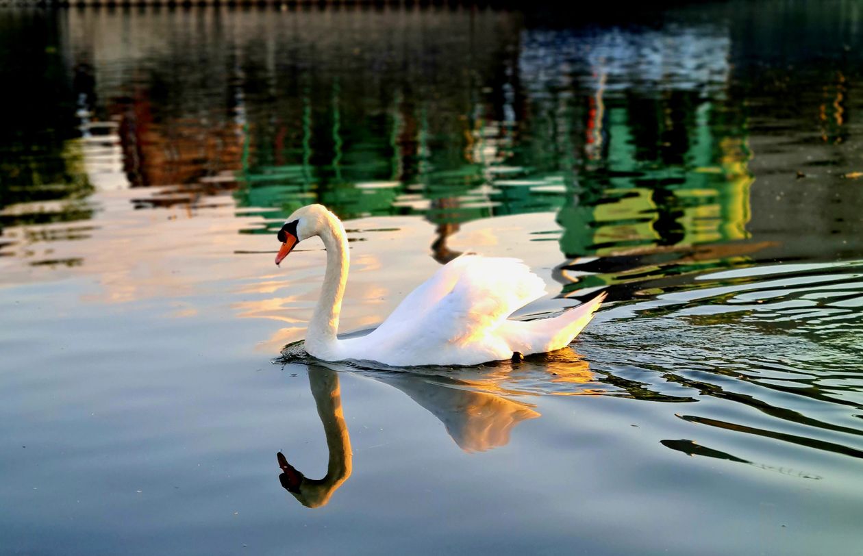 Seven white swans gliding on a calm lake at golden hour with light mist.