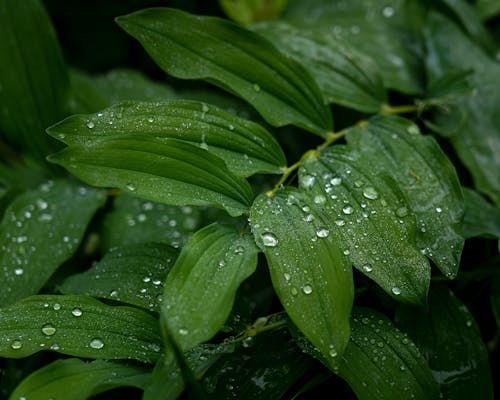 Безкоштовне стокове фото на тему «завод, листя, мокрий»