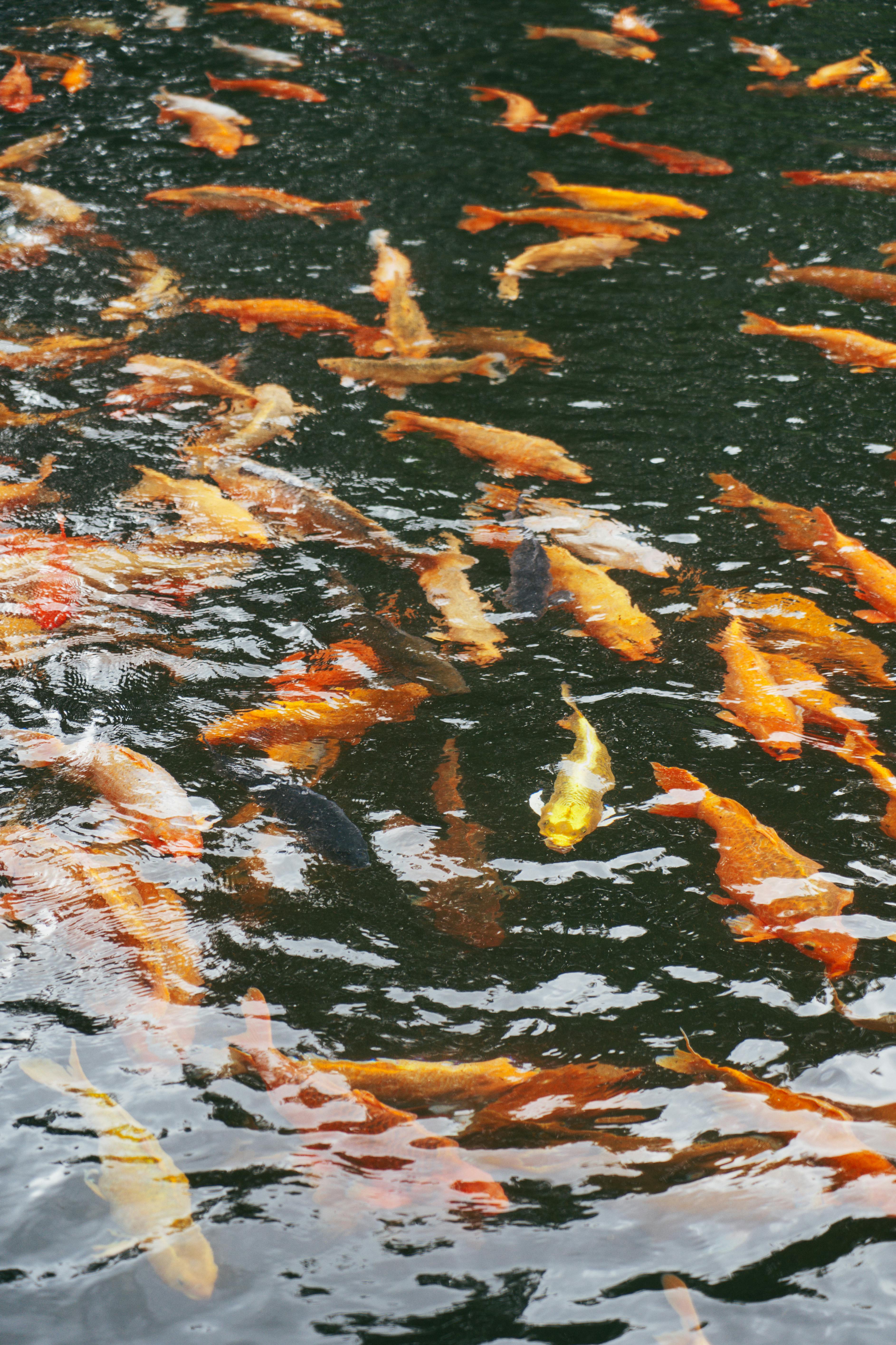 A vibrant group of koi fish swim gracefully in a rippled pond, showcasing striking colors.