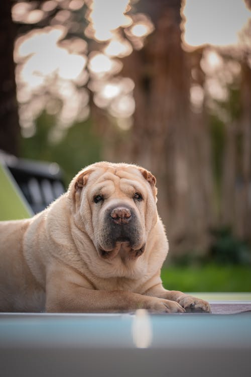 Foto profissional grátis de animal, cabeça, cachorro