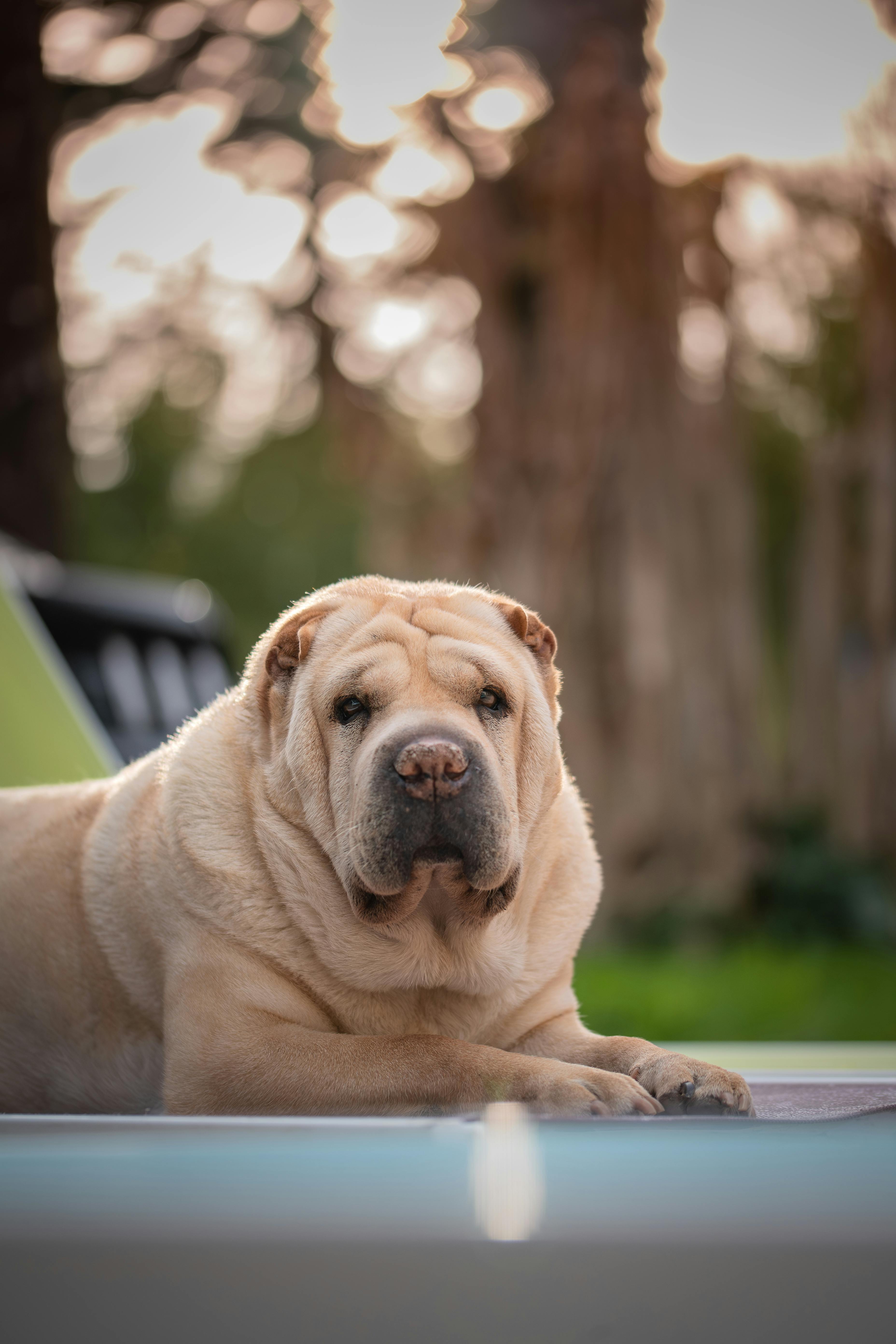 Leave me alone, dog, cat, shar pei, domestic HD wallpaper | Pxfuel