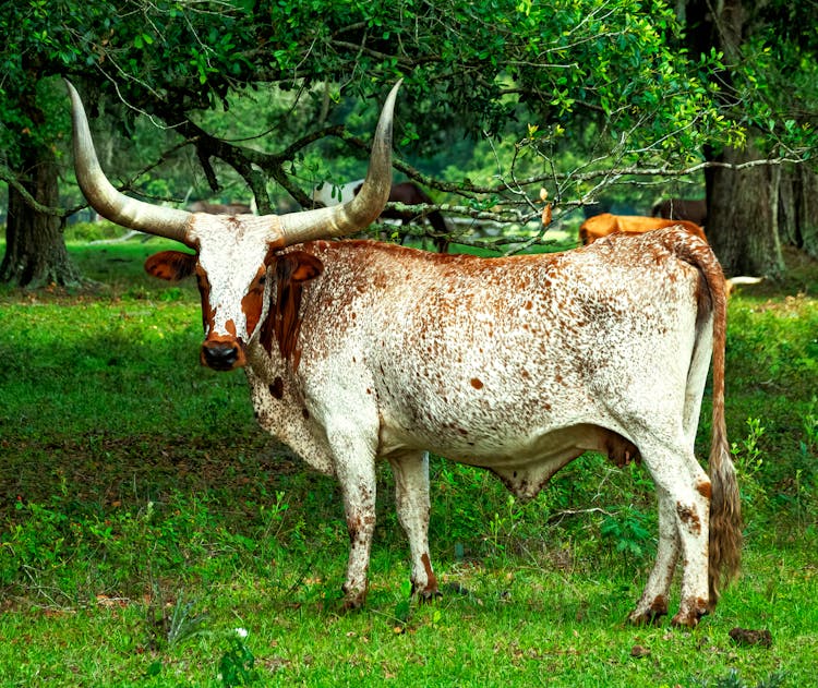 Longhorn On Grass