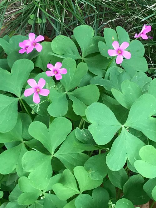 Free stock photo of green, oxalis, pink Stock Photo