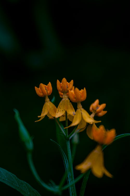 Flores en la reserva 