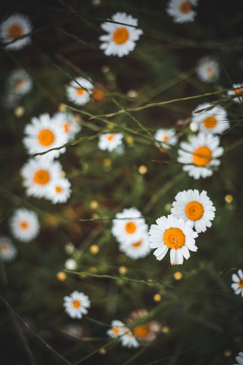 Foto profissional grátis de branco, fechar-se, flores