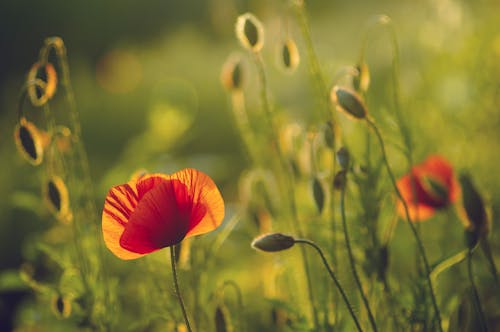 Poppy Flower in Nature