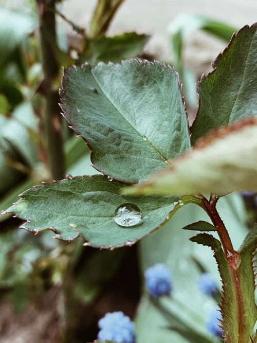 Free A detailed close-up of a fresh green leaf with a dewdrop, illustrating nature's purity and growth. Stock Photo