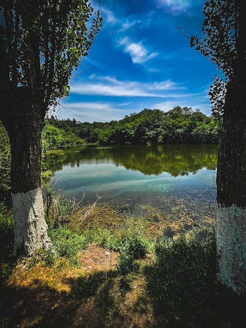 Безкоштовне стокове фото на тему «блакитне небо, озерний ліс, озеро»