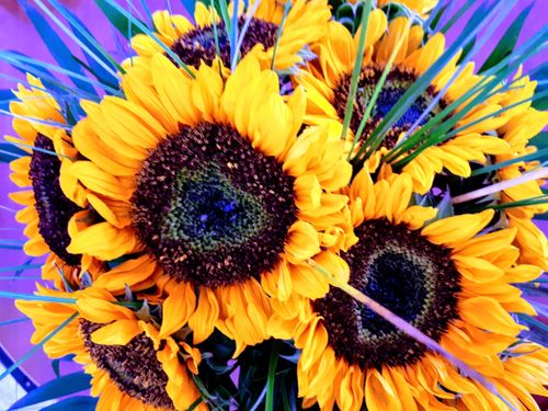 Free stock photo of sonnenbiumme Stock Photo