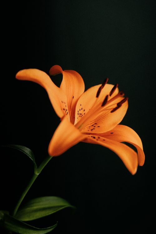 Free A close-up of a vivid orange fire lily flower against a dark background. Stock Photo