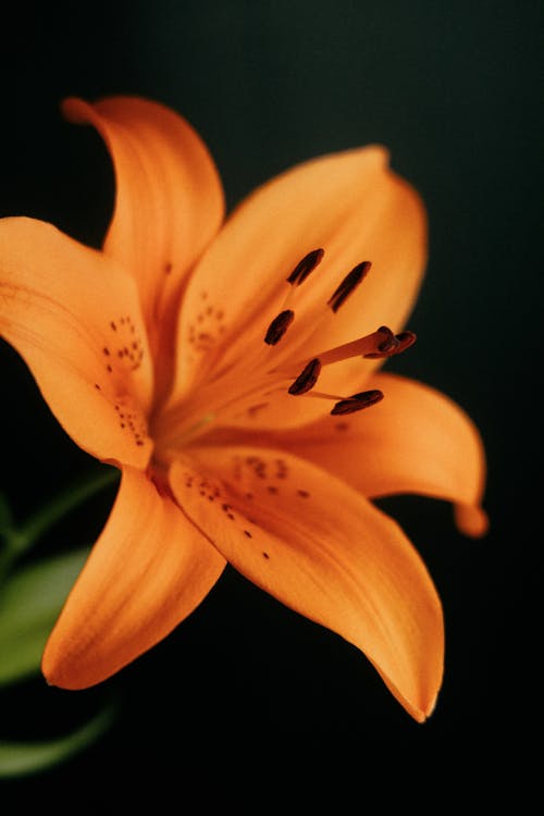 Fotobanka s bezplatnými fotkami na tému čierne pozadie, fire-lily, kvet