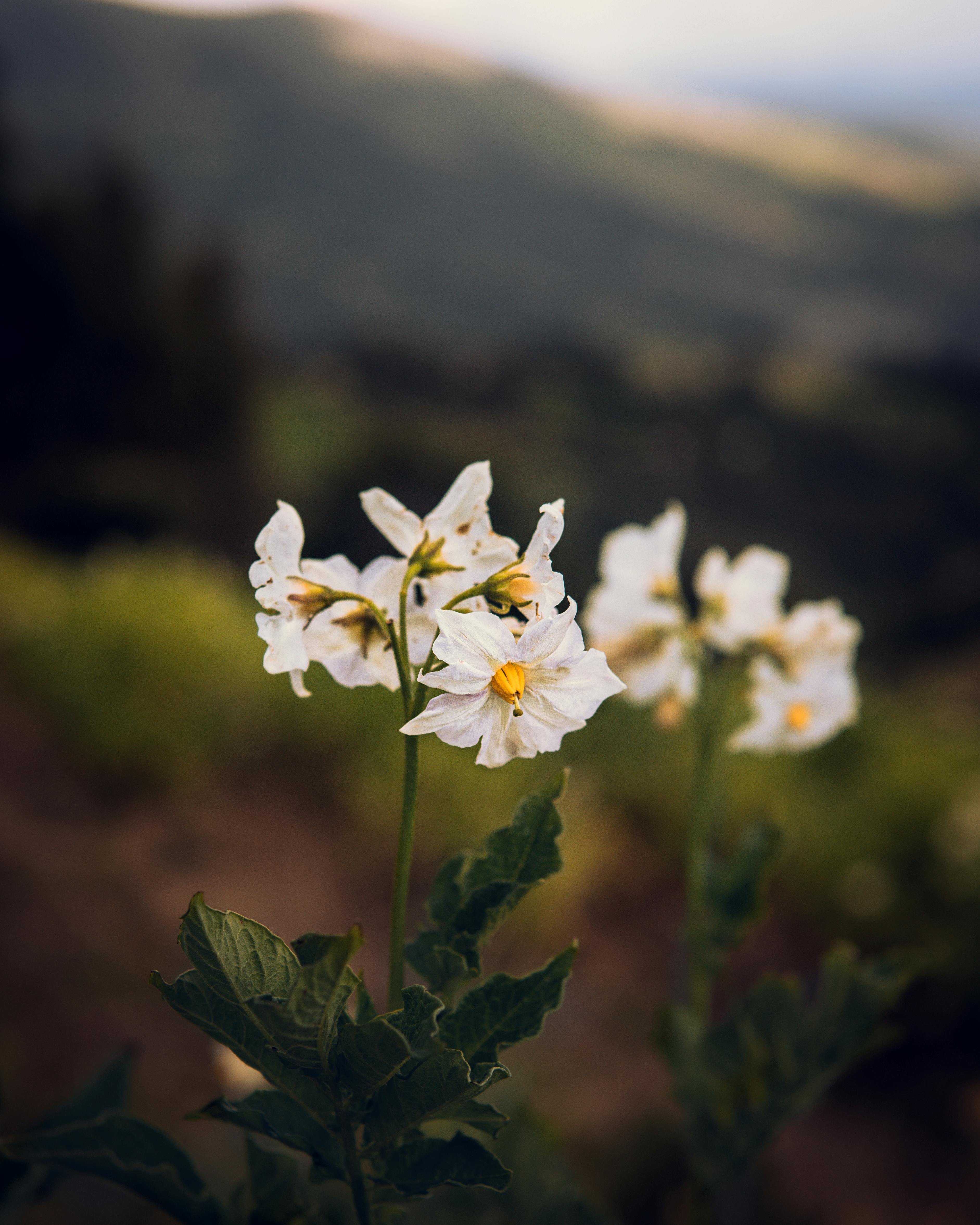 Four Corners Potato Flowers · Free Stock Photo