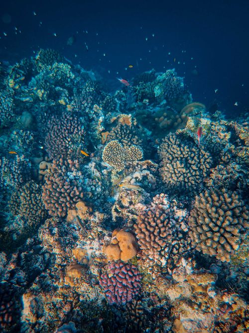 Free Vibrant coral reef teeming with marine life in a clear undersea view. Stock Photo