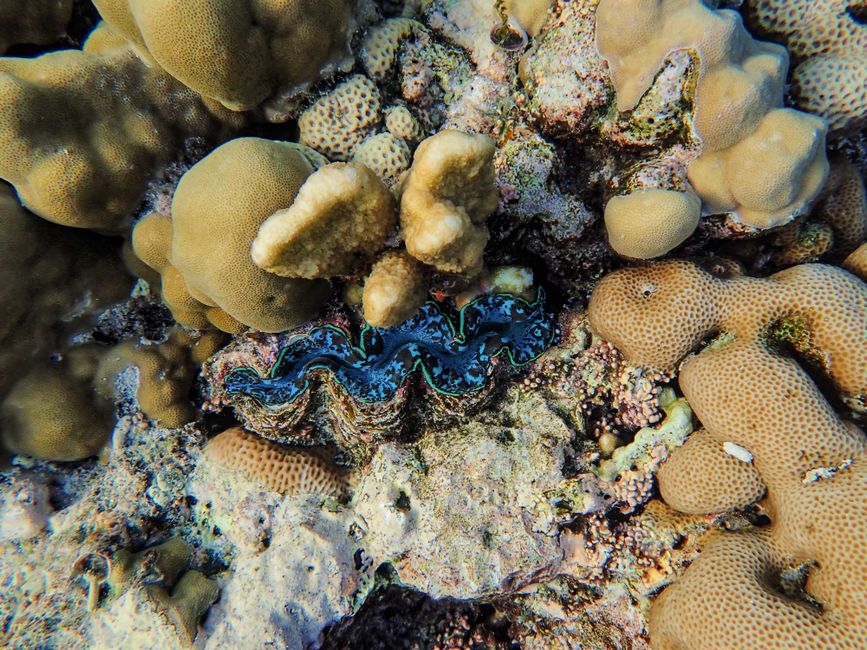 Plongée à la Grande Barrière de Corail depuis Cairns