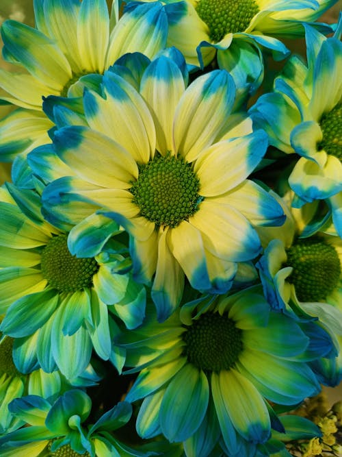 Close-up of Yellow and Blue Flowers