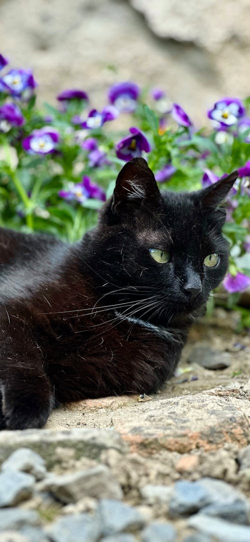 Free stock photo of black, cat, chill