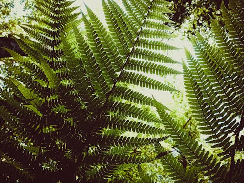 Lush Green Fronds