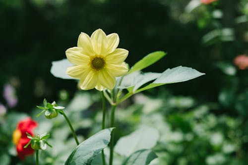 Imagine de stoc gratuită din a închide, floare, galben