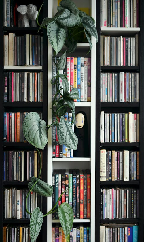 A Bookshelf with a Hanging Plant 