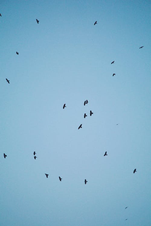 Бесплатное стоковое фото с вертикальный выстрел, голубое небо, животные