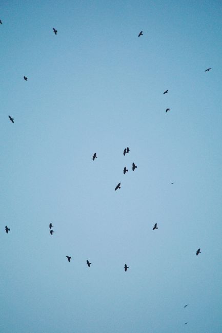 A flock of birds flying freely against a clear blue sky in Talgar, Kazakhstan.