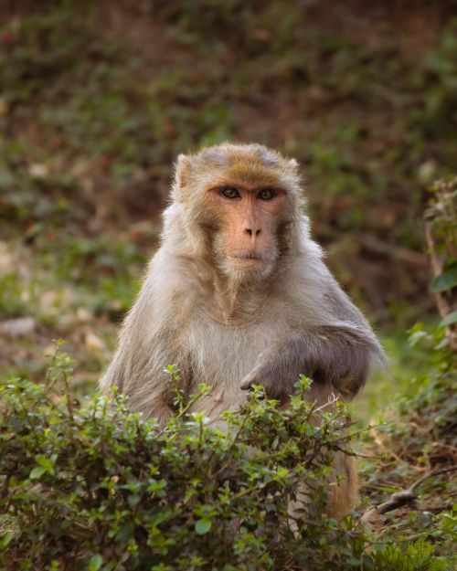 Free A Rhesus macaque sits peacefully in lush greenery, captured in its natural habitat. Stock Photo