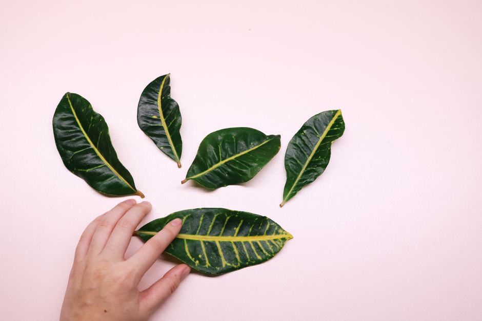 Close-up of green leaves arranged on a soft pink background with a hand touching one. Minimalist and serene.