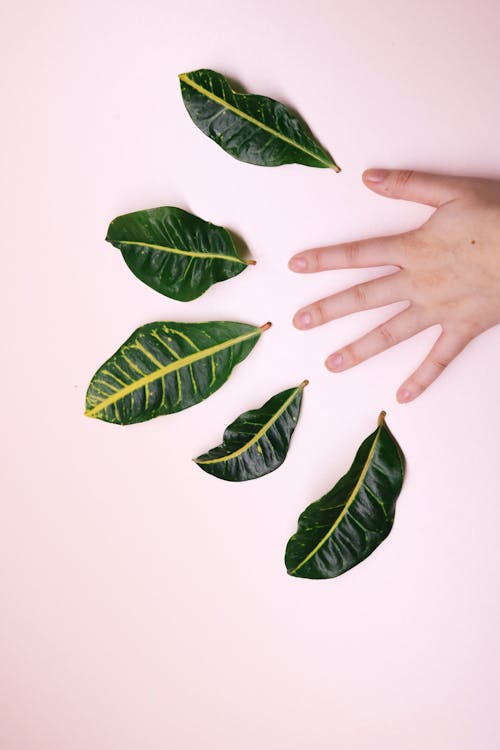 Human Hand and Five Leaves on White Surface