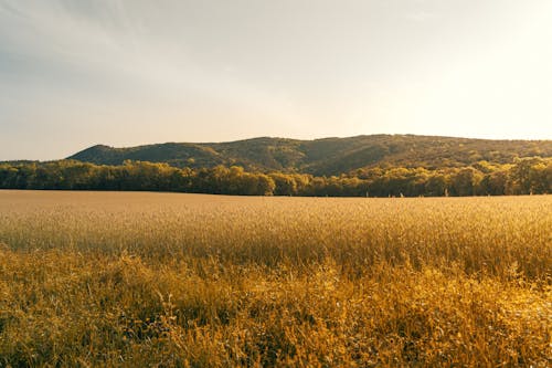 Golden Field of Wheat in the Light of the Setting Sun