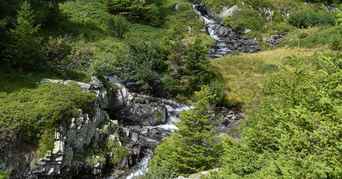 Summer Landscape with Stream · Free Stock Photo