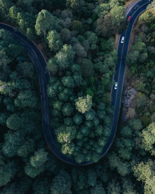 Základová fotografie zdarma na téma asfalt, les, lesnatý kraj