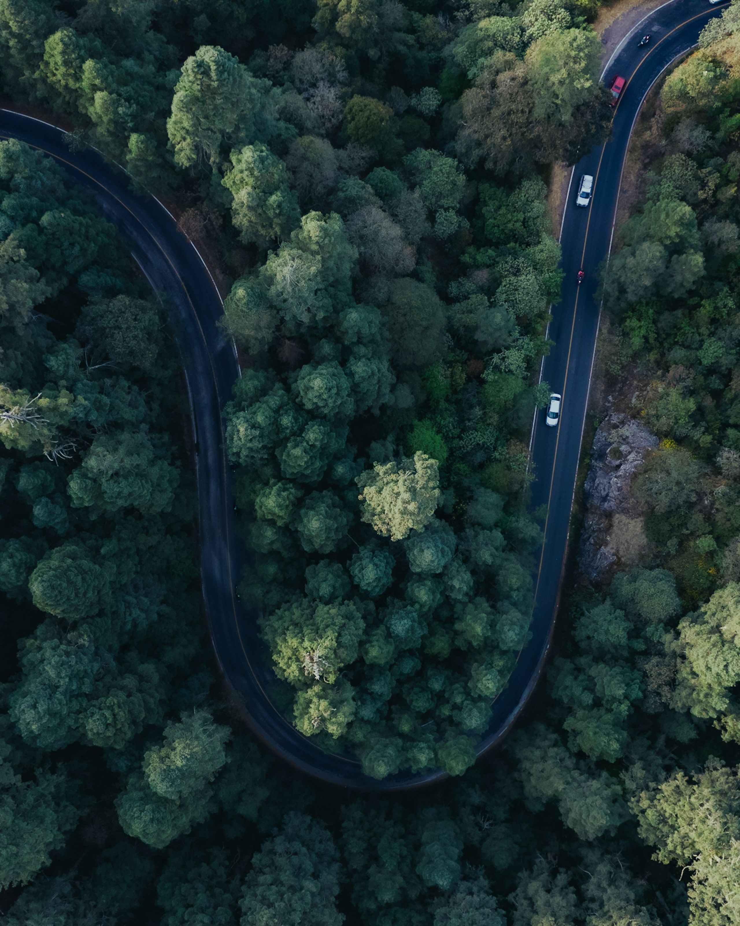 Carretera Asfaltada Con Curvas En El Bosque · Foto de stock gratuita