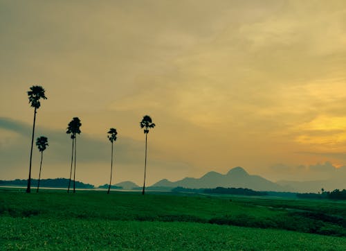 Základová fotografie zdarma na téma kopec, palma, příroda