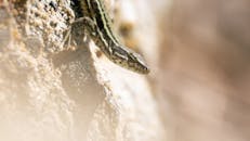 Tyrrhenian Wall Lizard on Rock