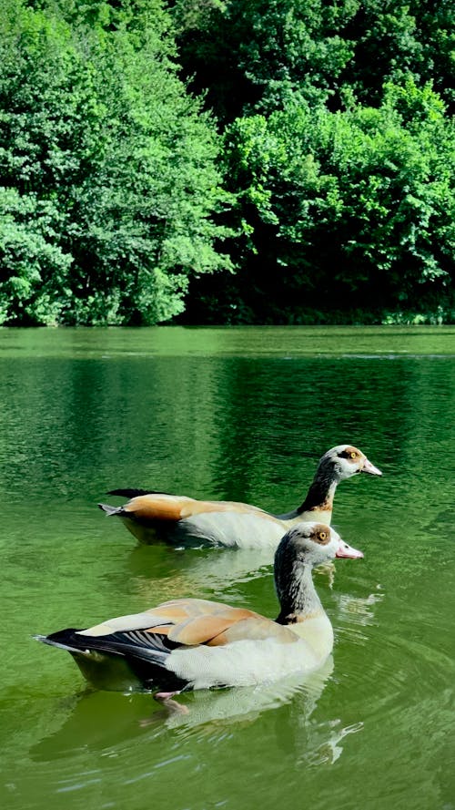 Two Egyptian Geese in the Water 