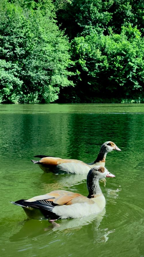 Free Two Egyptian geese swim peacefully on a serene lake in Germany, surrounded by lush greenery. Stock Photo