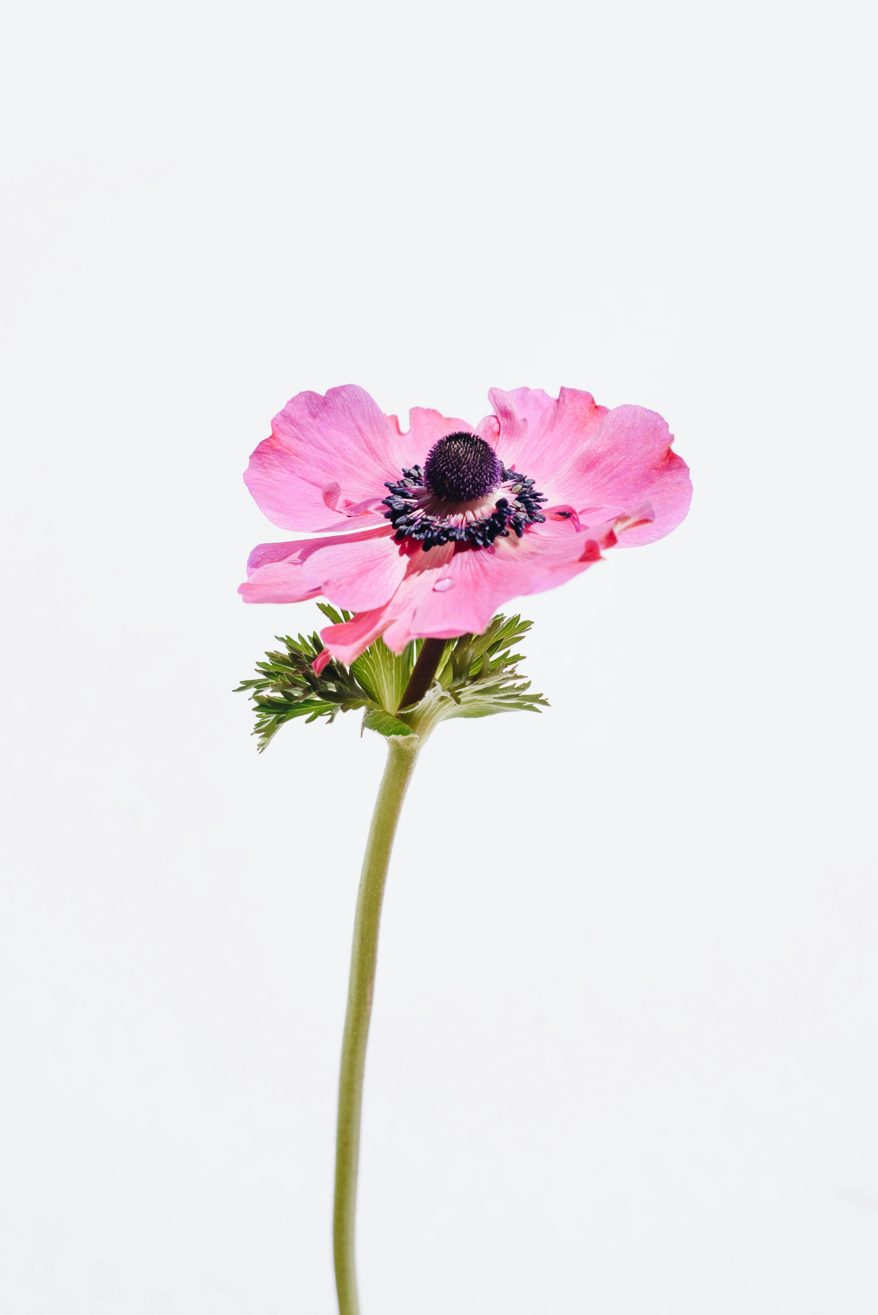 A vibrant pink anemone flower against a stark white background, showcasing its delicate petals and central stamen.