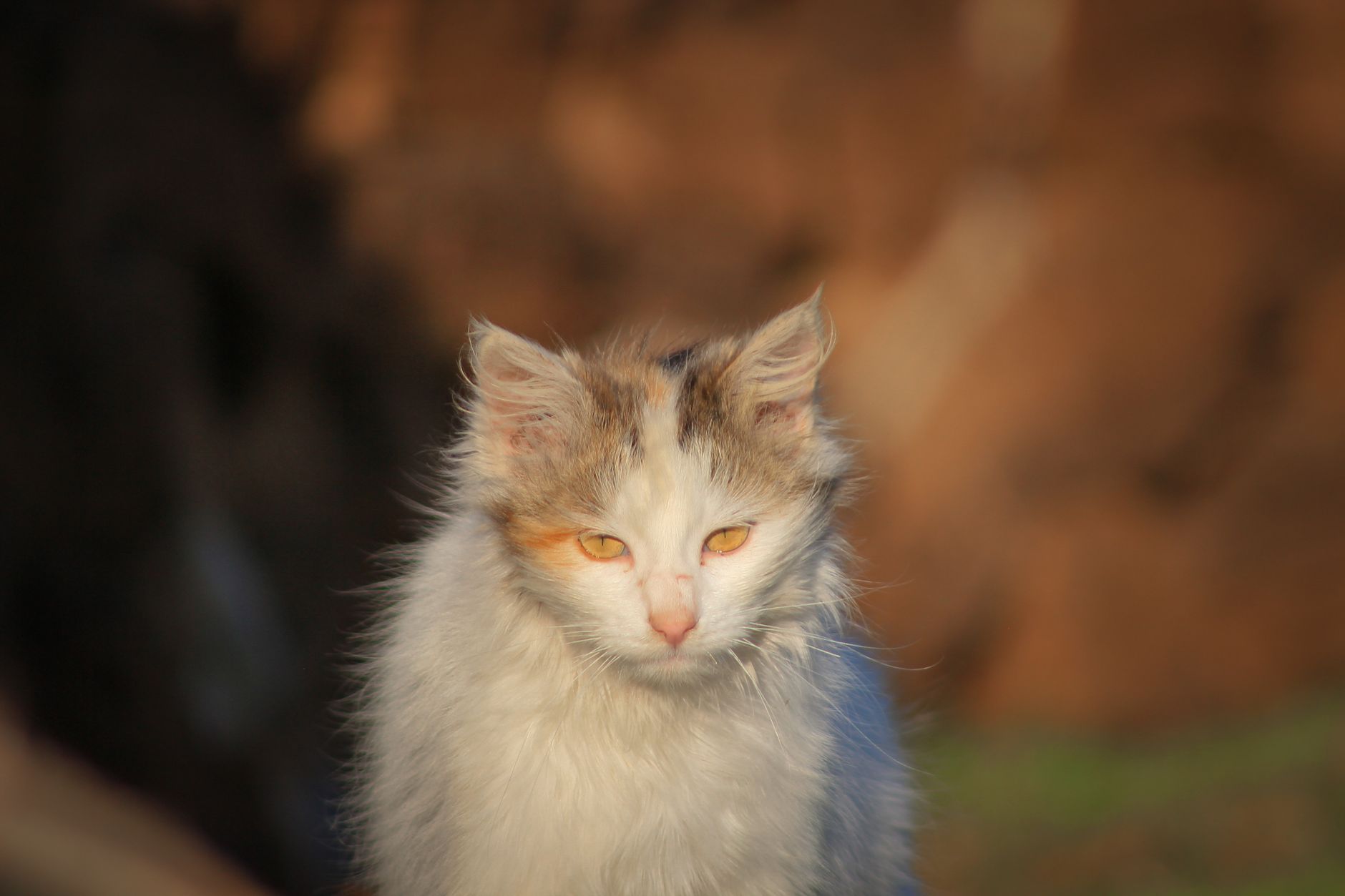 Portrait of a cat at a veterinary clinic