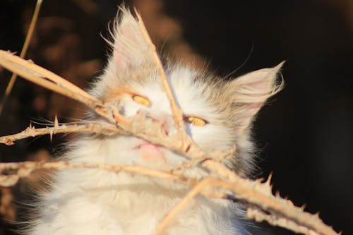 Foto d'estoc gratuïta de fons de gats, gat blanc, gat de carreró