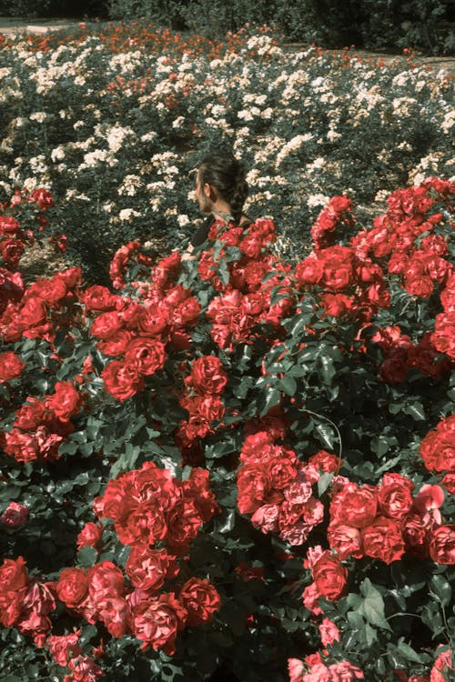 Roses Growing in a Park 