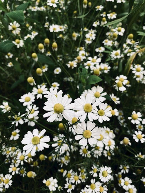 beyaz, Çiçekler, dikey atış içeren Ücretsiz stok fotoğraf