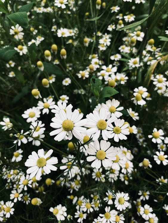 Kostnadsfri bild av blommor, daisy, färsk
